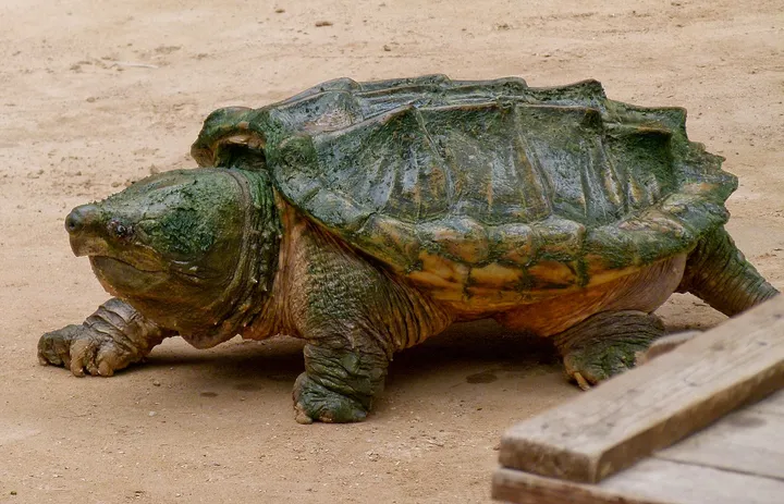 Alligator snapping turtle on land showing spiked shell and thick legs