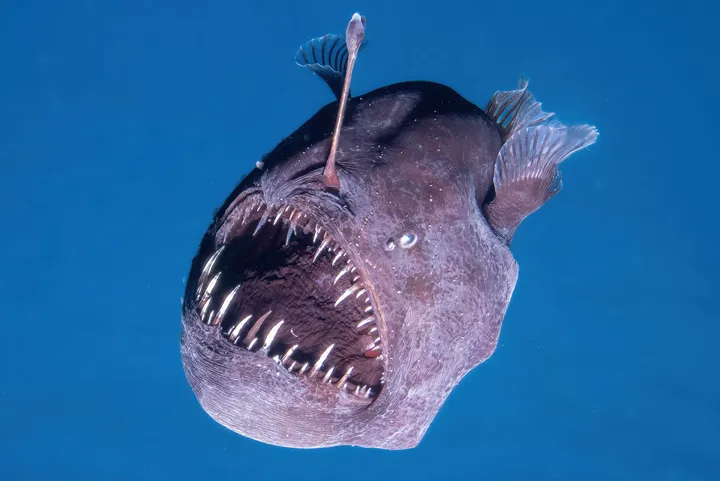 Close view of an anglerfish showing wide mouth and sharp teeth