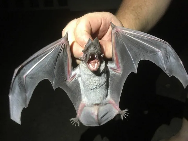 Angolan free-tailed bat face showing flattened nose and large ears