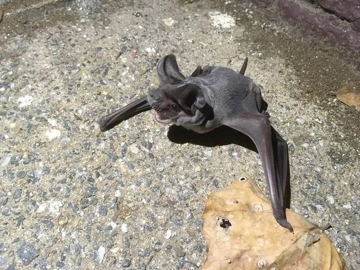 Side view of an Angolan free-tailed bat highlighting wrinkled face and ears