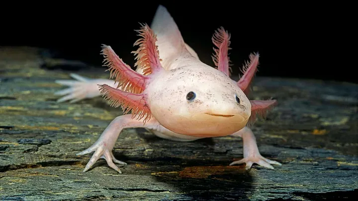 Pink axolotl resting on a log with feathery external gills