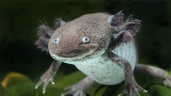 Dark axolotl in shallow water showing broad head and frilled gills