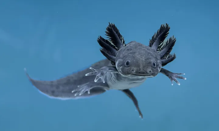 Axolotl underwater in side view with tail and external gill plumes visible