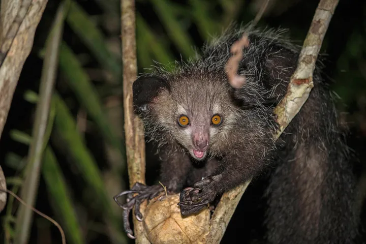 Aye-aye perched on a branch with shaggy fur and oversized ears
