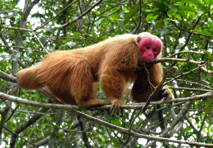 Bald uakari portrait showing scarlet face and short pale fur