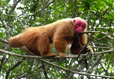 Bald uakari portrait showing scarlet face and short pale fur