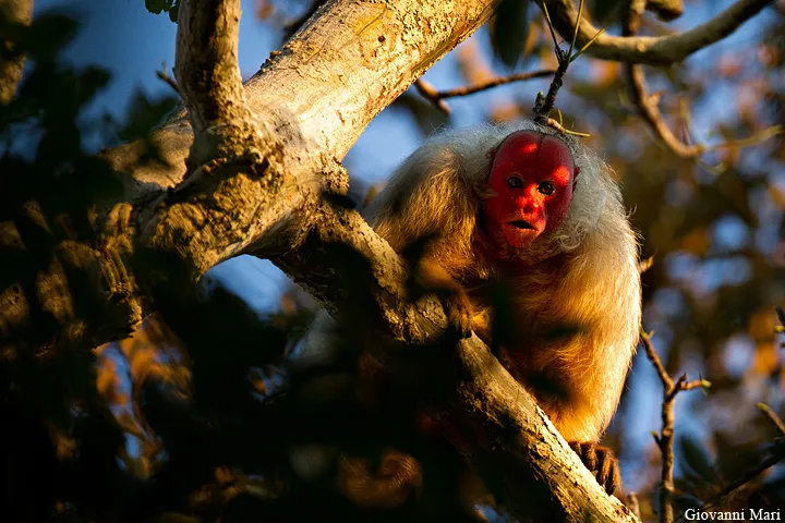 Bald uakari sitting on a branch with bare red head and long limbs