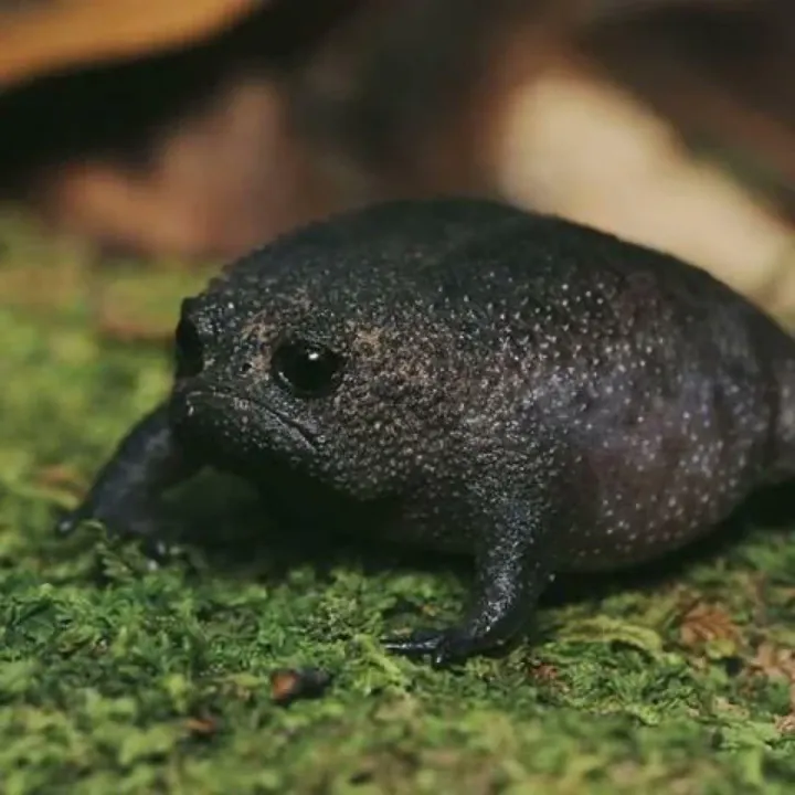 Close view of a black rain frog crouched low with puffed body