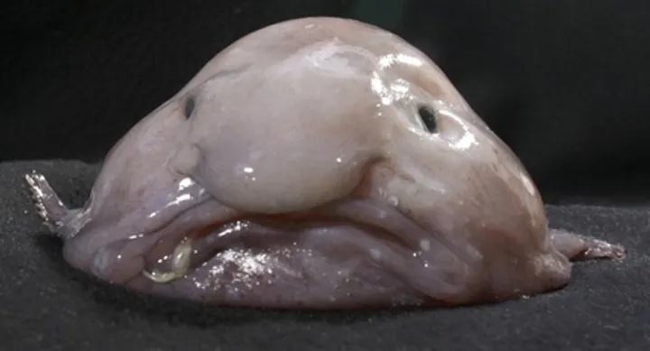 Decompressed blobfish at the surface with drooping face and gelatinous skin