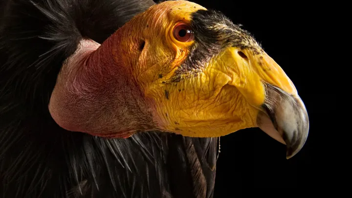 California condor in side view showing bare head and large folded wings