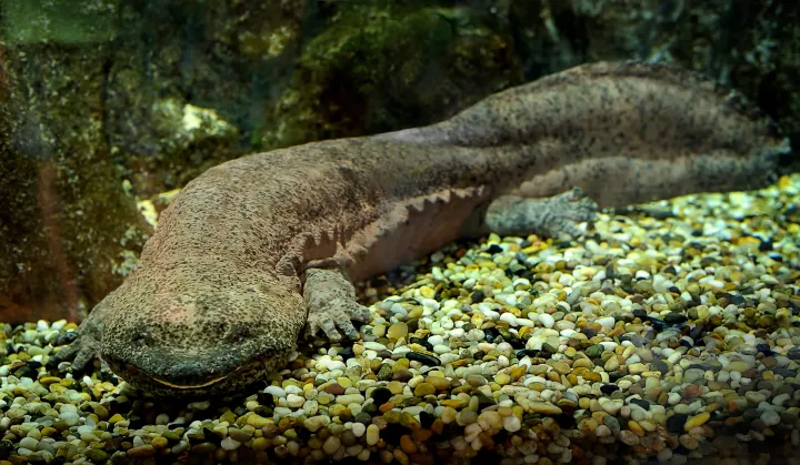 Close view of a Chinese giant salamander face with tiny eyes and wide mouth