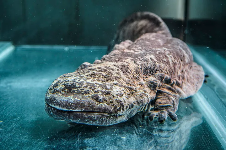 Chinese giant salamander side profile with long body and wrinkled flanks