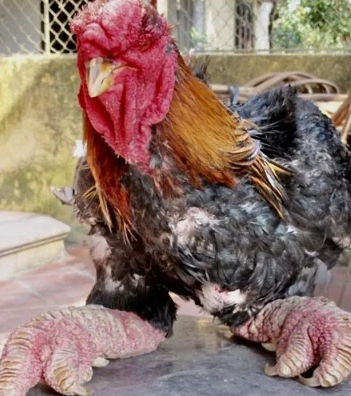 Dong Tao chicken standing with extremely thick scaly legs