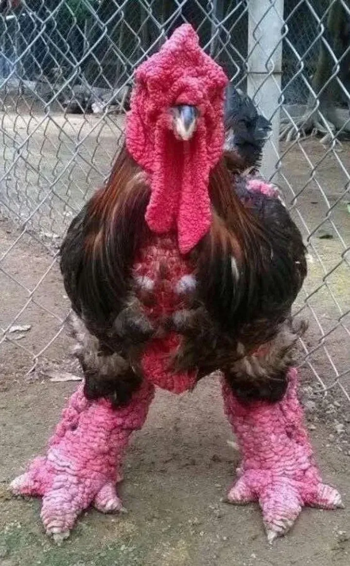 Close view of Dong Tao chicken legs showing heavy scales and broad feet