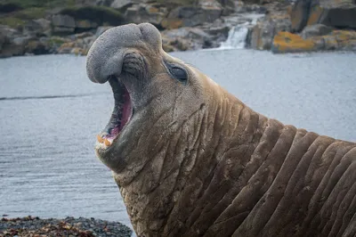 Male elephant seal resting on a beach with inflated nose and heavy body