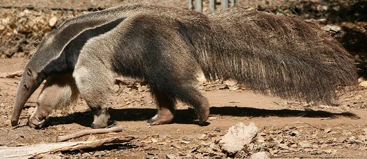 Close view of a giant anteater head showing elongated snout and small eyes