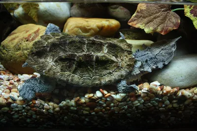 Matamata turtle in water showing leaf-like head flaps and flat shell