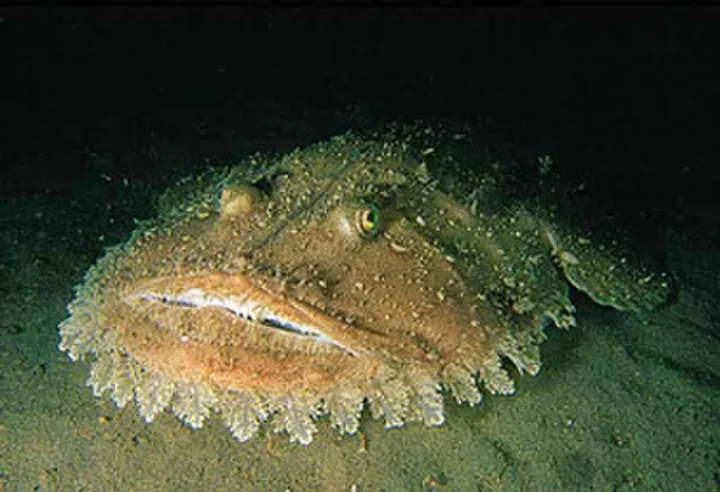 Monkfish on the seafloor showing broad head and camouflaged skin