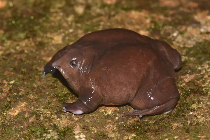 Purple frog from above highlighting its swollen body and unusual shape