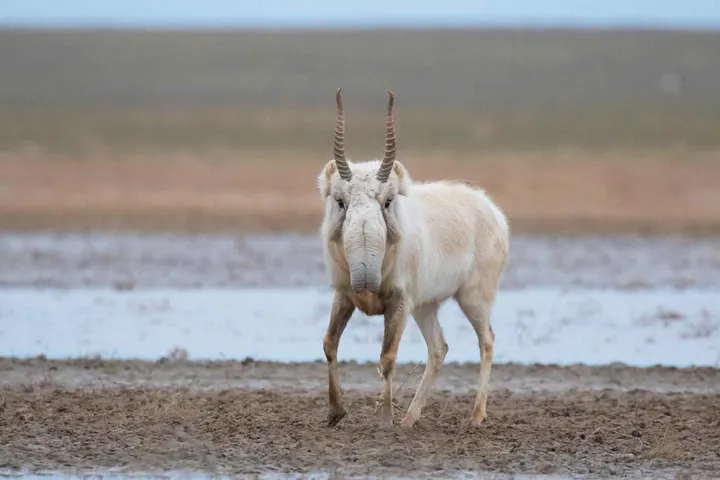 Saiga antelope in grassland showing its bulbous downturned nose