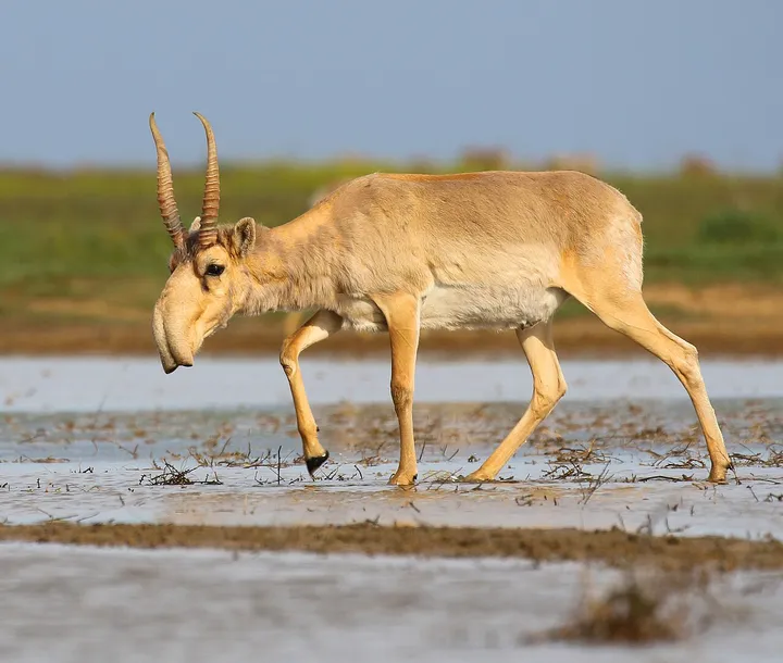 Saiga antelope walking across open steppe with pale coat and thin legs