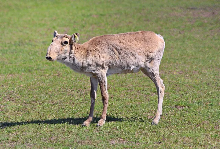 Close view of a saiga antelope head with large eyes and swollen snout