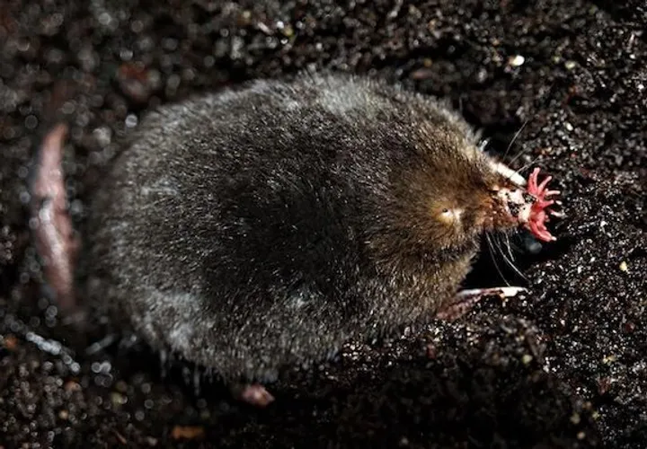 Star-nosed mole on damp soil showing its dark fur and pointed snout