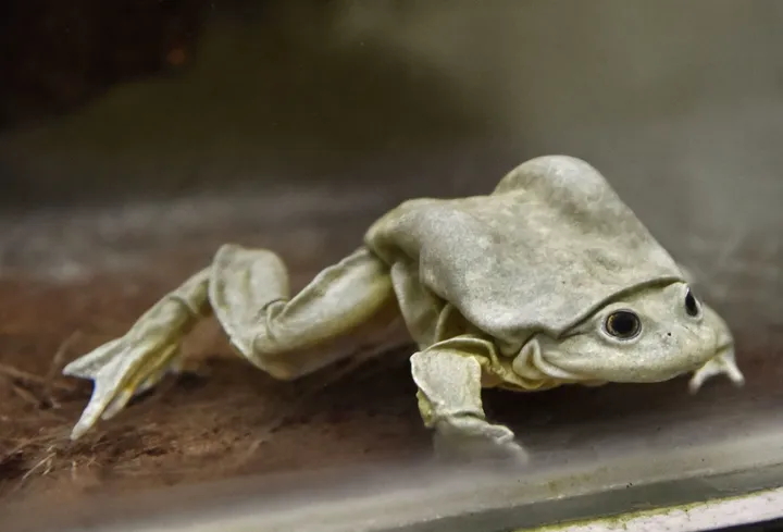 Titicaca water frog on a rock showing loose skin folds around its body