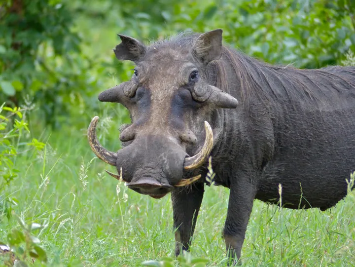 Warthog face showing tusks, wart pads, and coarse bristles