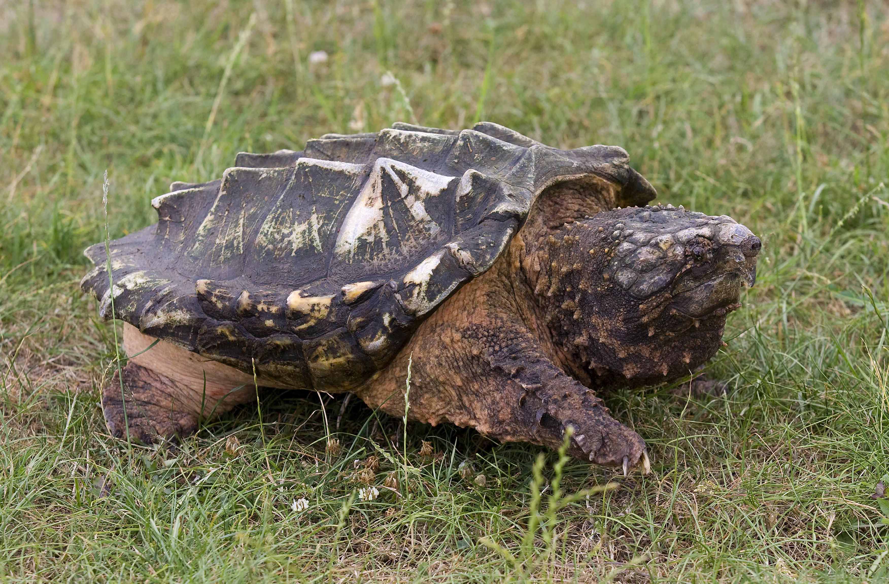 Close view of an alligator snapping turtle head and hooked beak