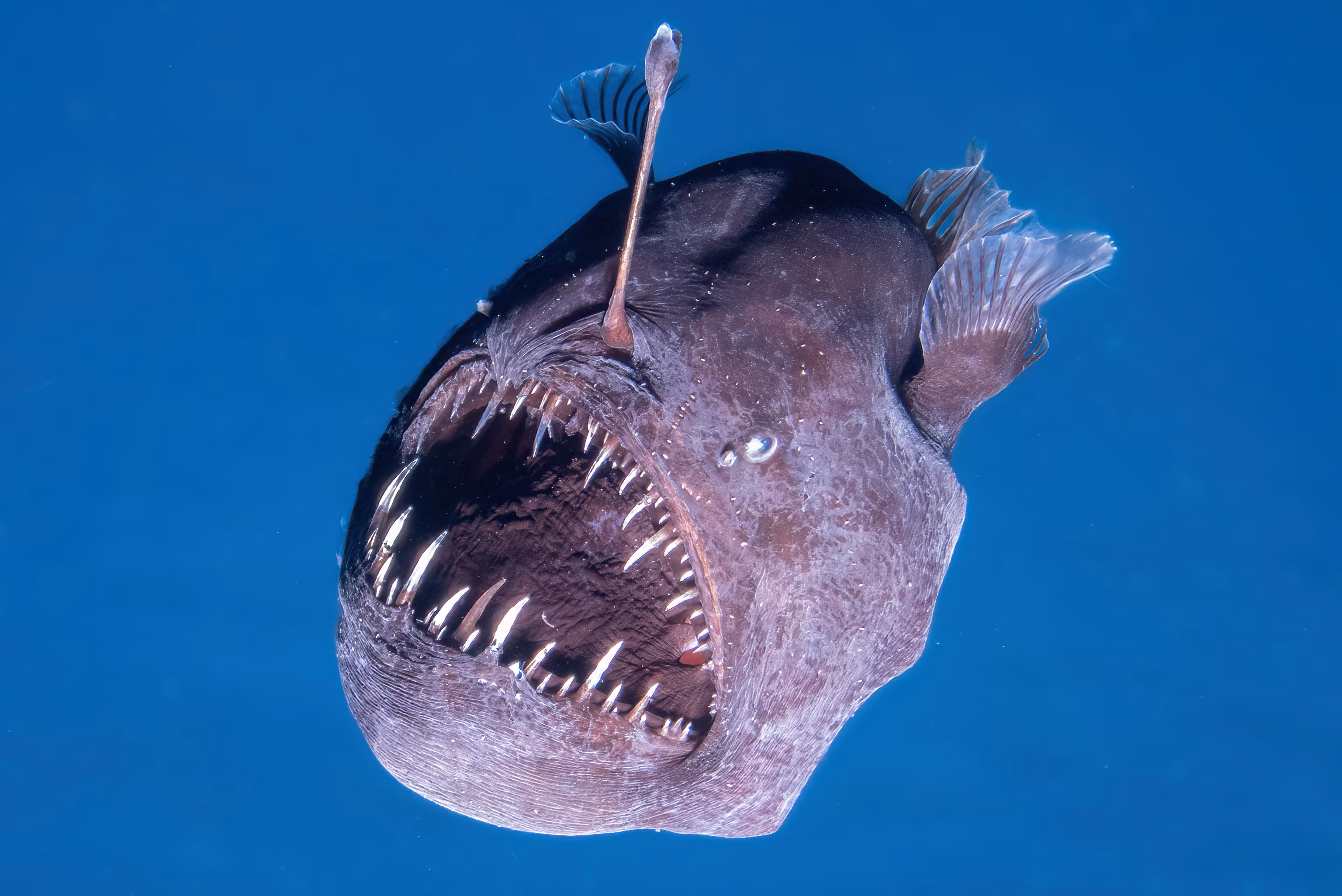 Close view of an anglerfish showing wide mouth and sharp teeth