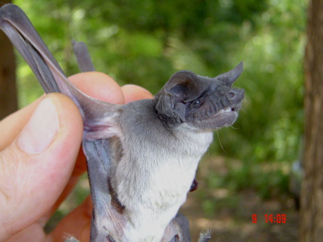Angolan free-tailed bat clinging to cave rock with wings folded