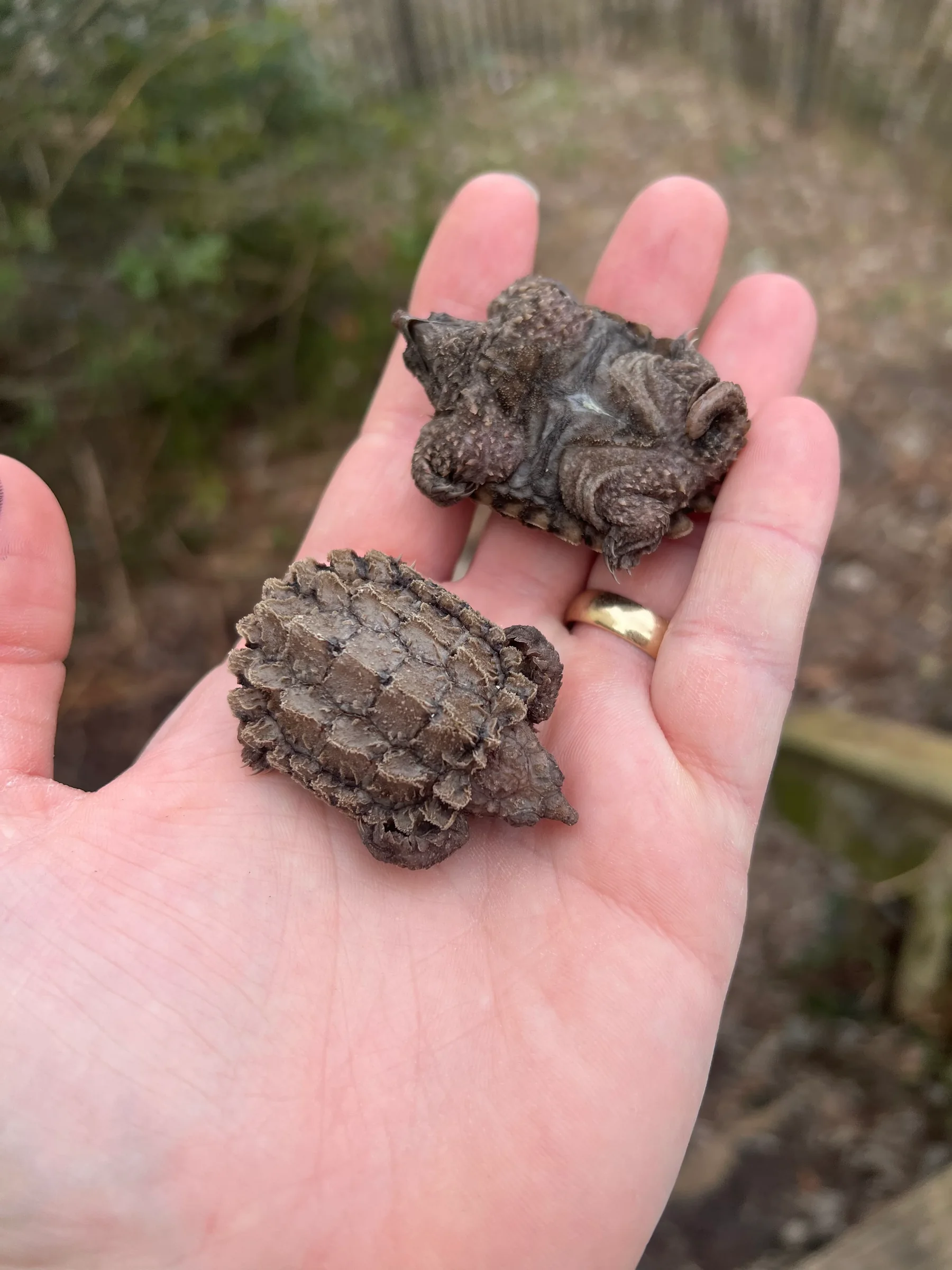 Alligator snapping turtle with a ridged shell and hooked beak