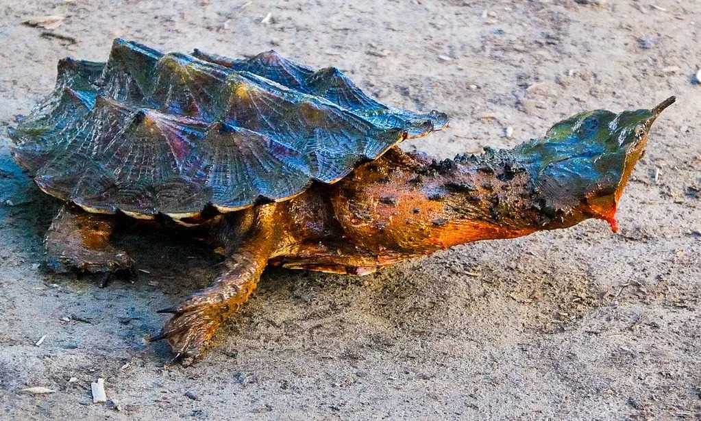 Mata mata turtle with a leaf-like head and rough shell