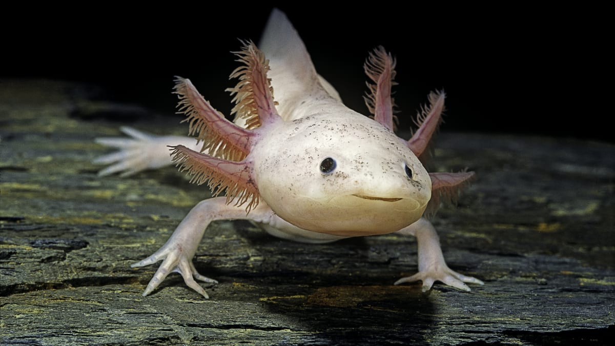 Pink axolotl resting on a log with feathery external gills
