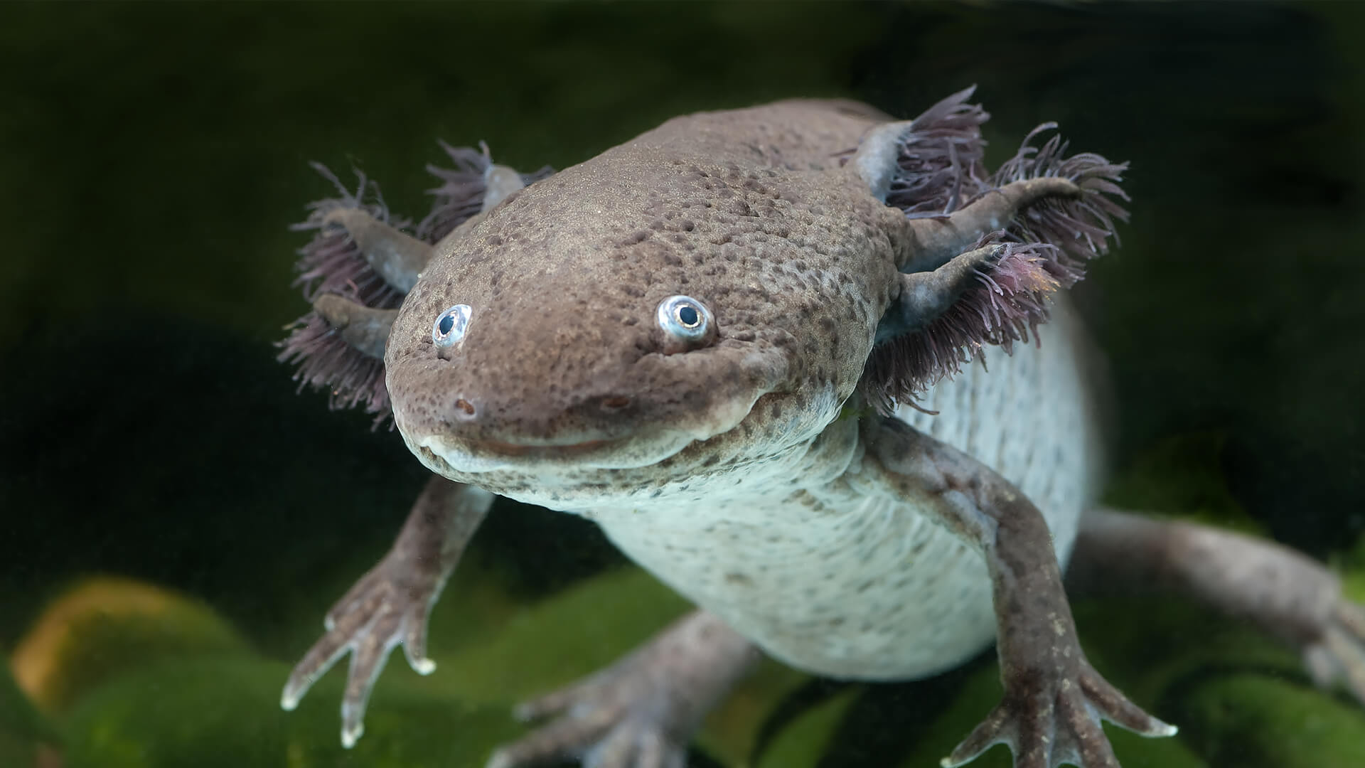 Dark axolotl in shallow water showing broad head and frilled gills