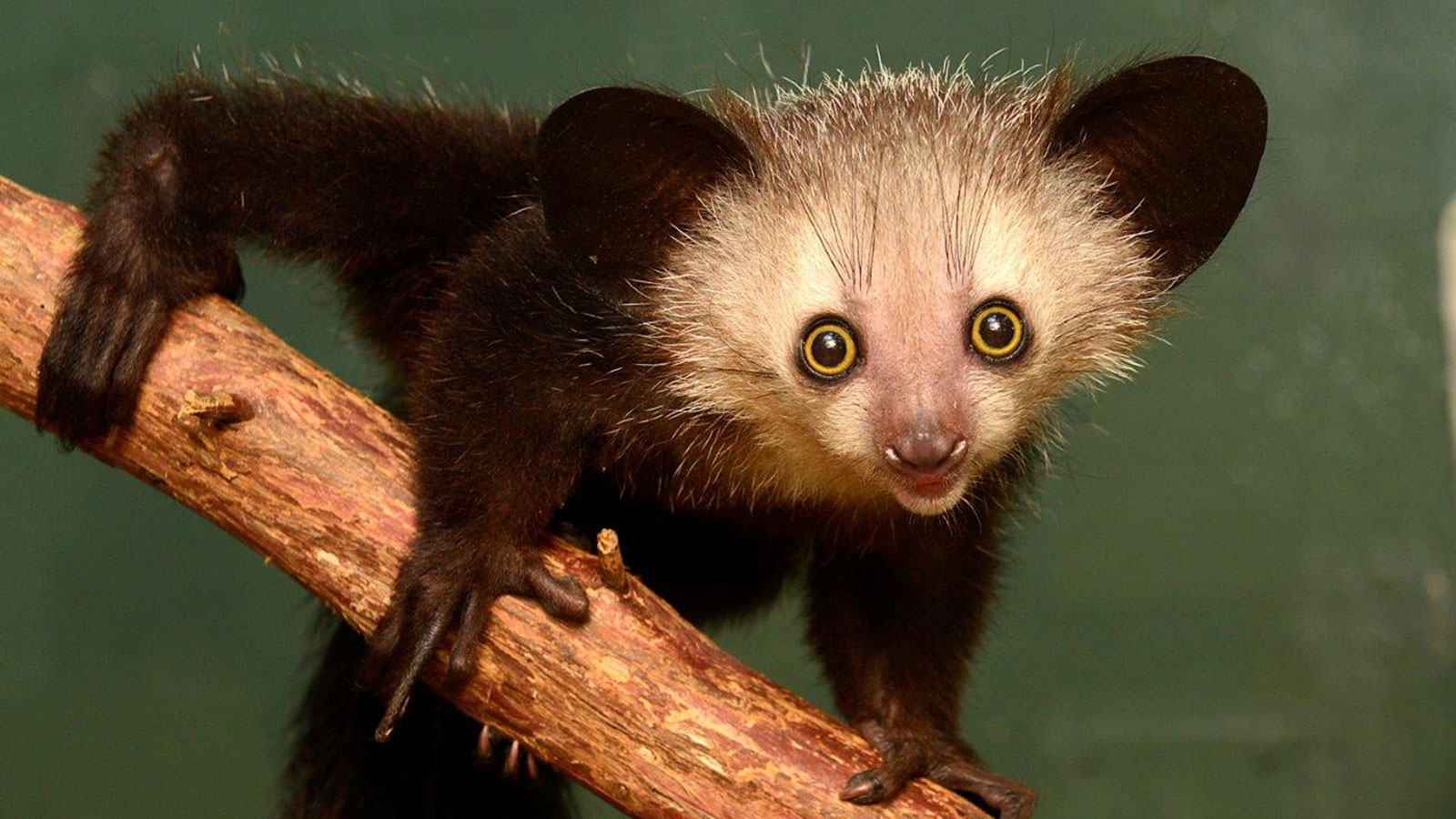 Aye-aye face and forelimbs highlighting its long middle finger