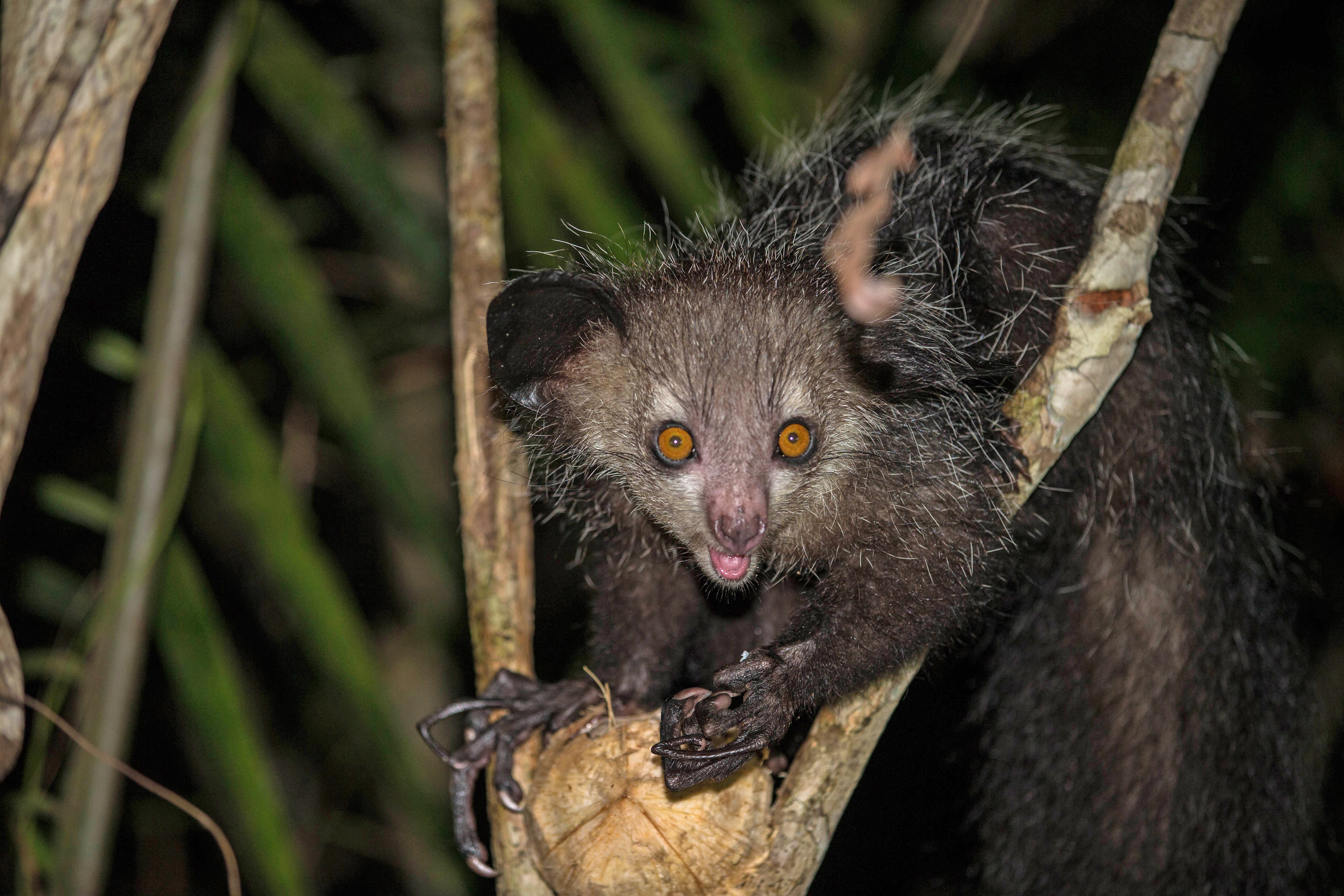 Aye-aye perched on a branch with shaggy fur and oversized ears