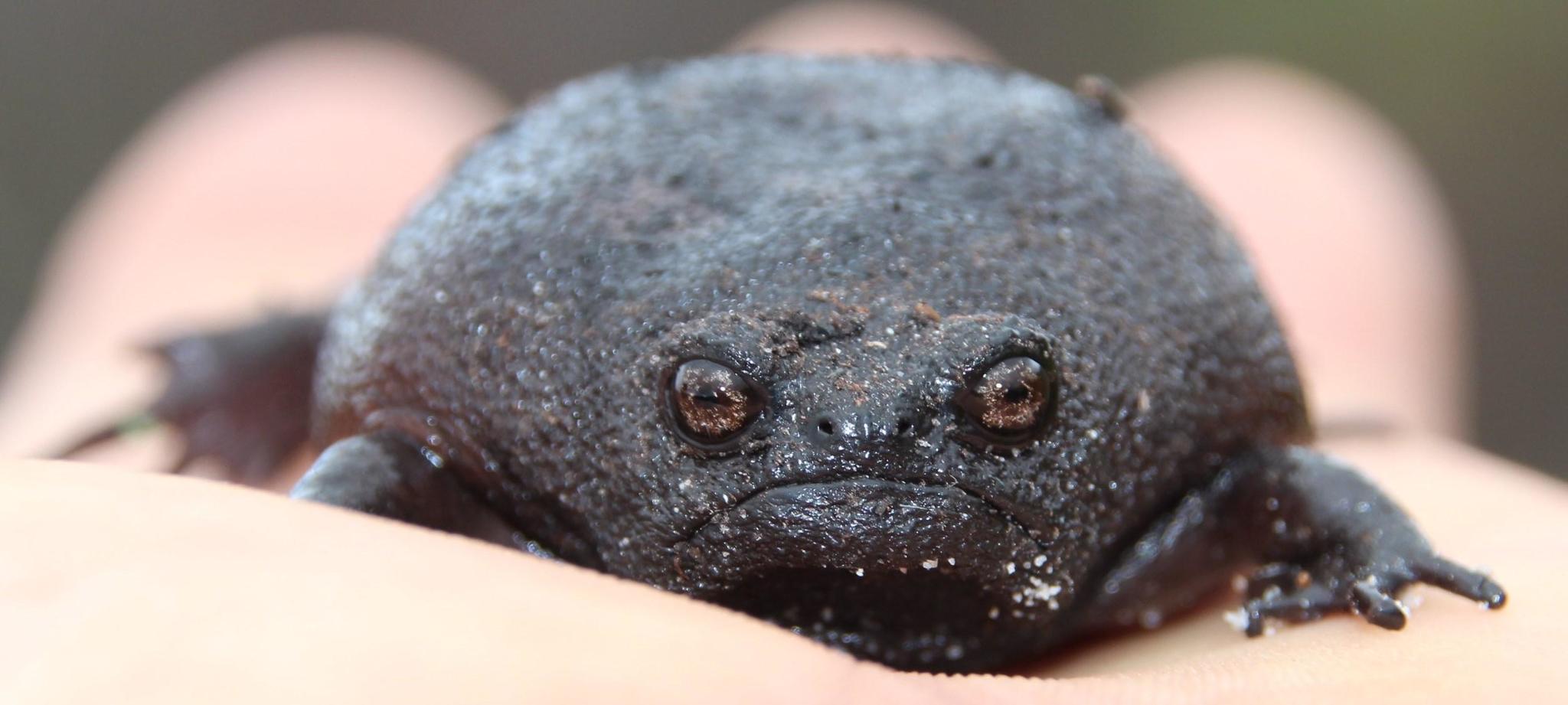 Black rain frog front view with round body and frowning face