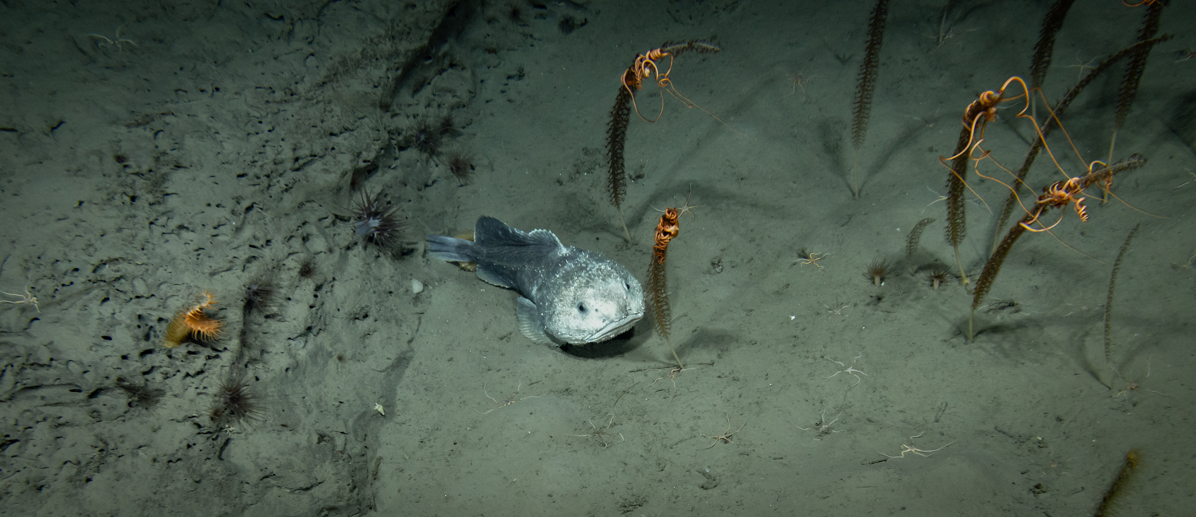 Blobfish resting on the deep seafloor with a soft sagging body