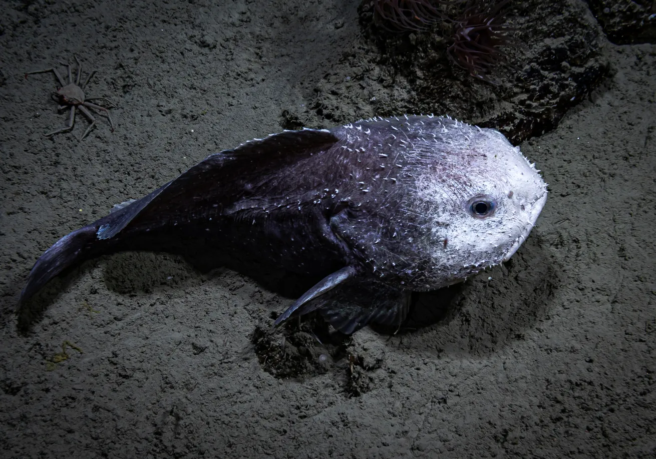 Blobfish underwater in side view showing its rounded body before decompression