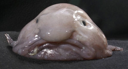 Decompressed blobfish at the surface with drooping face and gelatinous skin