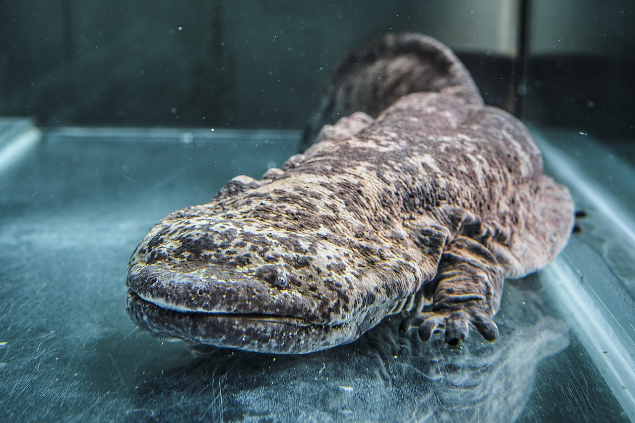 Chinese giant salamander side profile with long body and wrinkled flanks