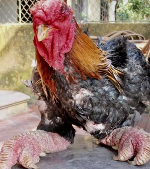 Dong Tao chicken standing with extremely thick scaly legs