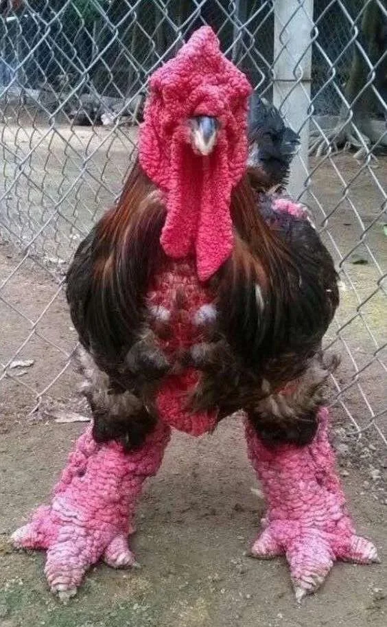 Close view of Dong Tao chicken legs showing heavy scales and broad feet