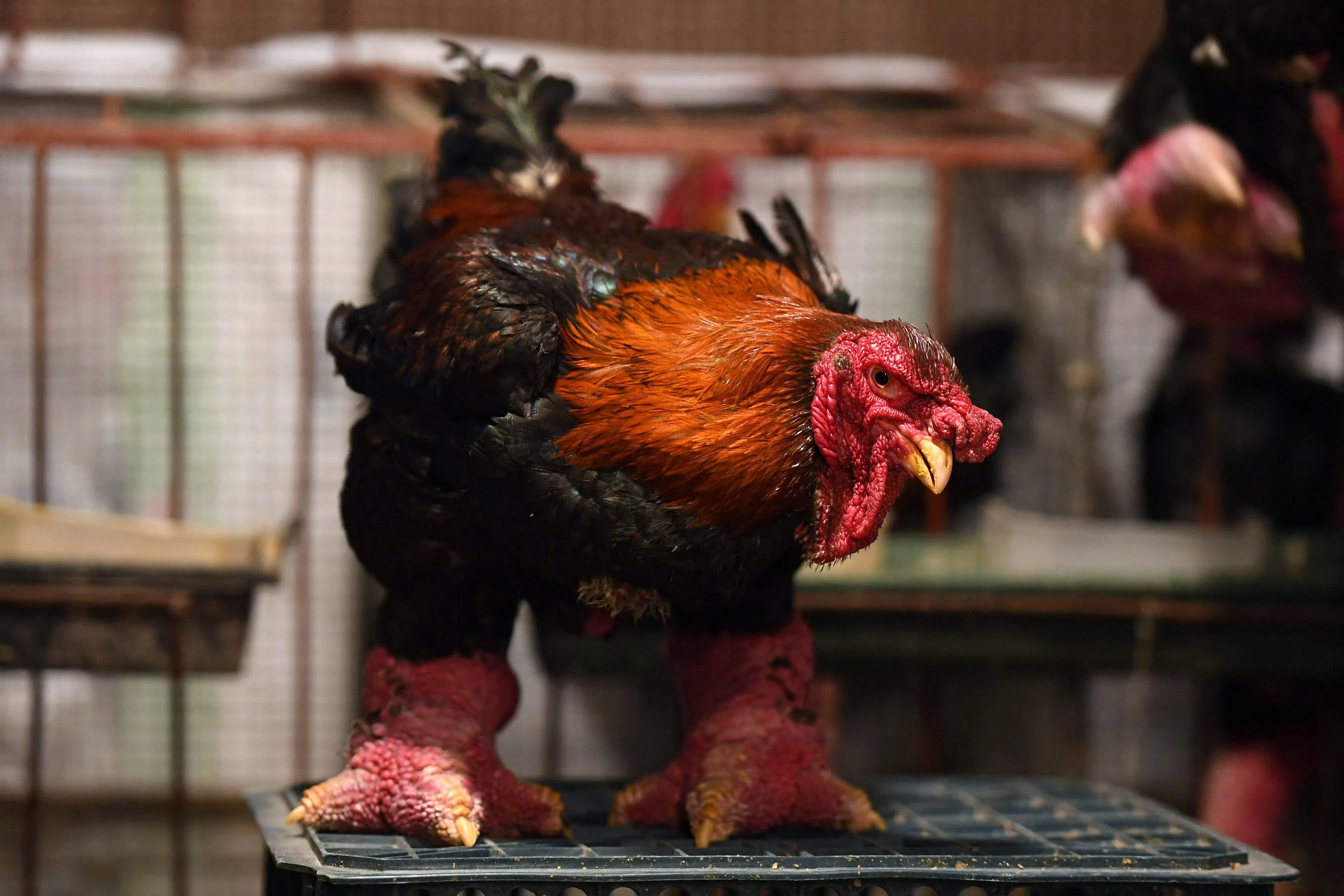 Dong Tao chicken side view highlighting bulky body and oversized legs