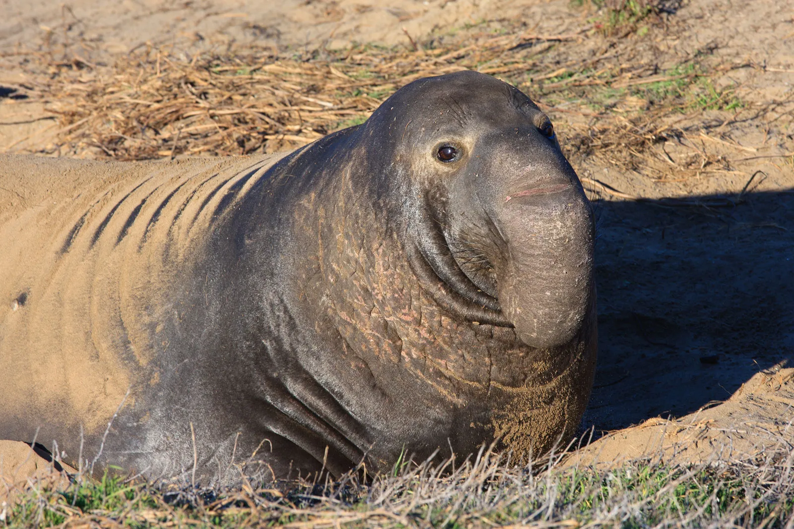 Elephant seal in side view showing bulky frame and wrinkled neck