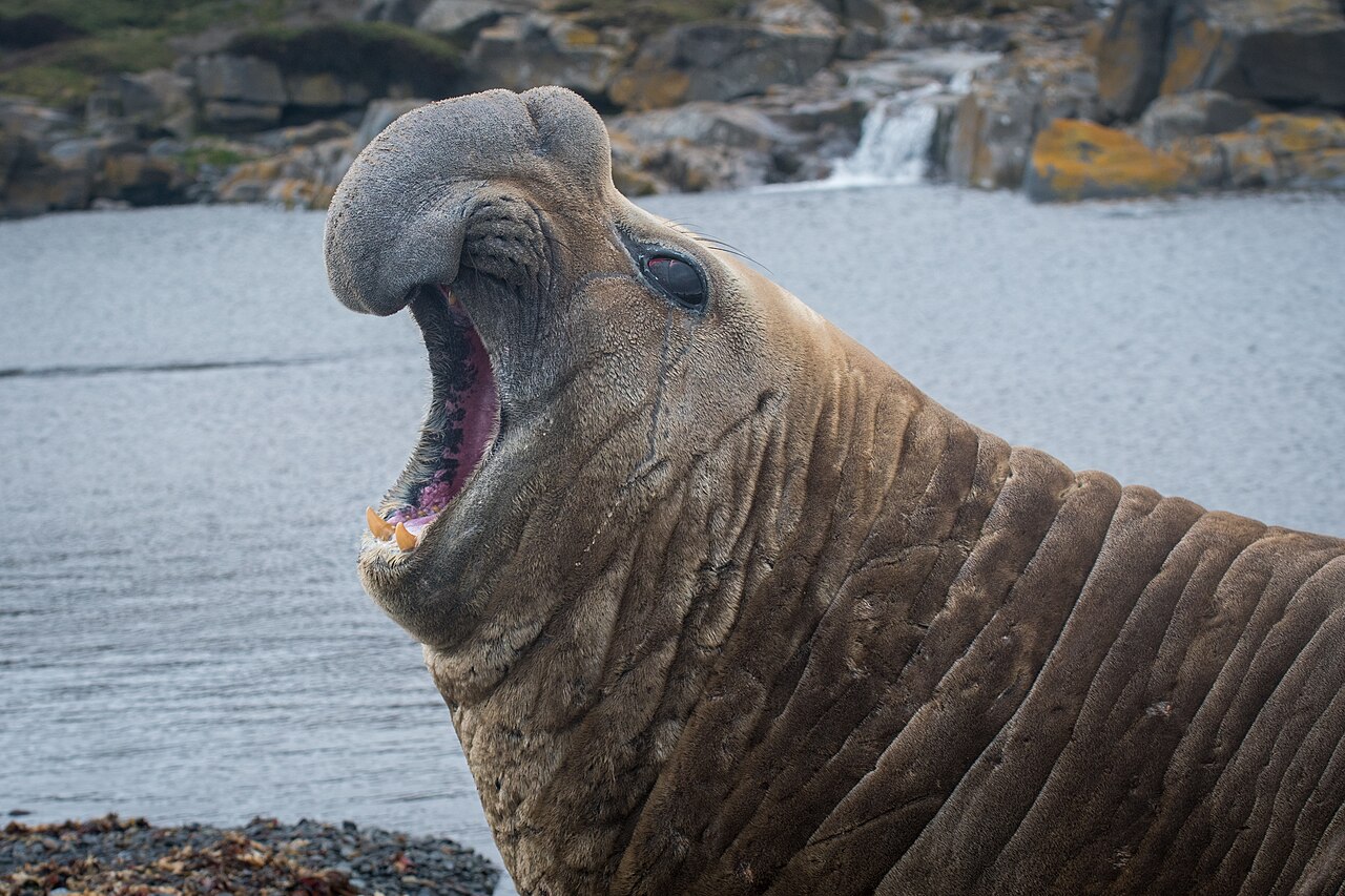 Male elephant seal resting on a beach with inflated nose and heavy body