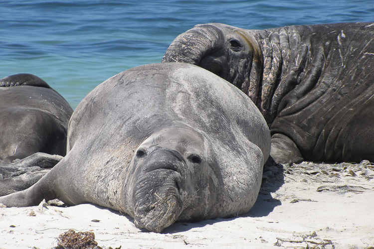 Close view of an elephant seal face with large eyes and trunk-like nose