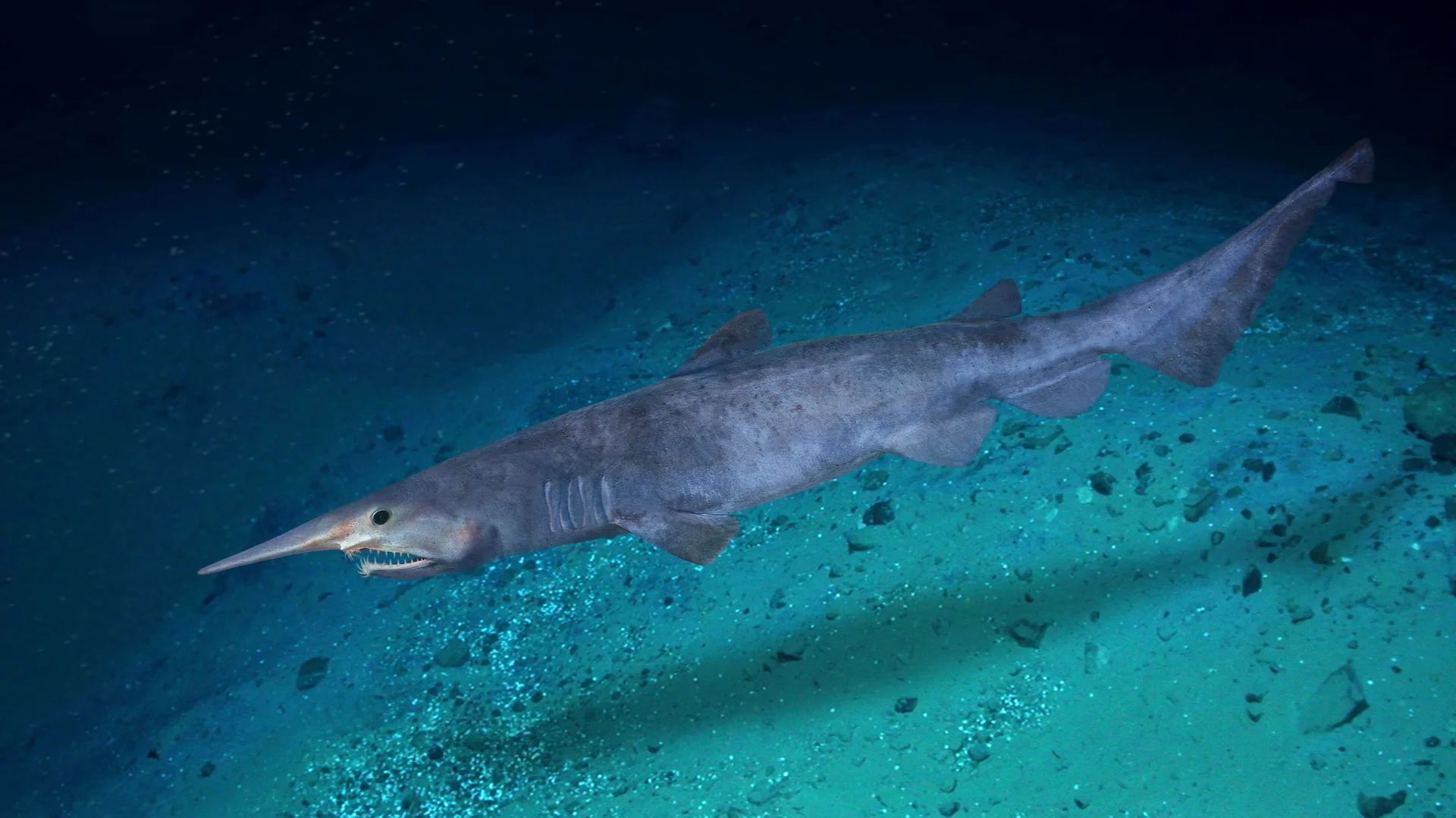 Goblin shark underwater with elongated rostrum and slender body